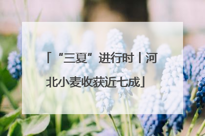 “三夏”进行时丨河北小麦收获近七成