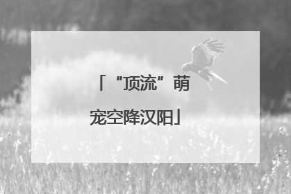 “顶流”萌宠空降汉阳