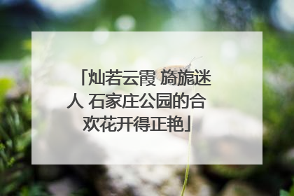 灿若云霞 旖旎迷人 石家庄公园的合欢花开得正艳