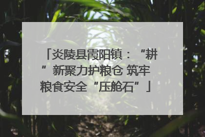 炎陵县霞阳镇：“耕”新聚力护粮仓 筑牢粮食安全“压舱石”