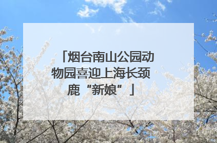 烟台南山公园动物园喜迎上海长颈鹿“新娘”