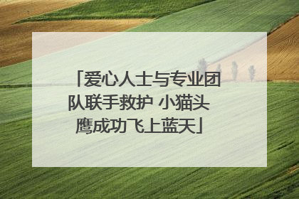 爱心人士与专业团队联手救护 小猫头鹰成功飞上蓝天