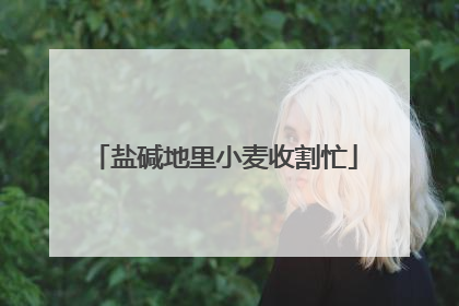 盐碱地里小麦收割忙