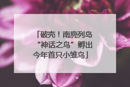 破壳！南麂列岛“神话之鸟”孵出今年首只小雏鸟