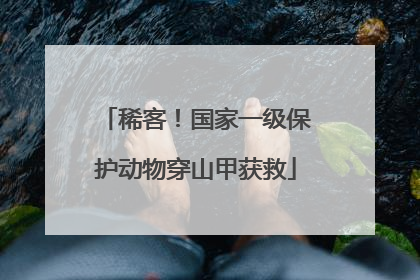 稀客！国家一级保护动物穿山甲获救