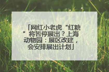 网红小老虎“红糖”将暂停展出？上海动物园：展区改建，会安排展出计划