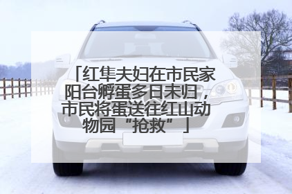 红隼夫妇在市民家阳台孵蛋多日未归，市民将蛋送往红山动物园“抢救”