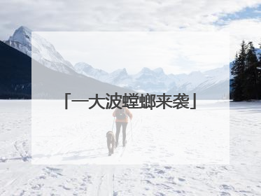 一大波螳螂来袭