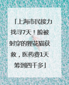 上海市民接力找寻7天！脸被射穿的狸花猫获救，医药费1天筹到四千多