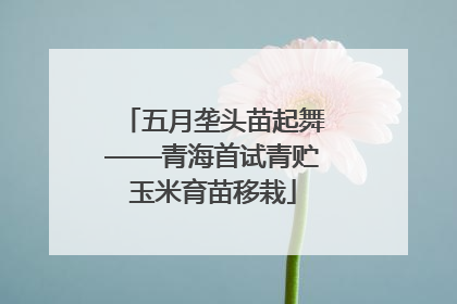 五月垄头苗起舞——青海首试青贮玉米育苗移栽