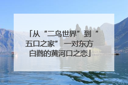 从“二鸟世界”到“五口之家” 一对东方白鹳的黄河口之恋