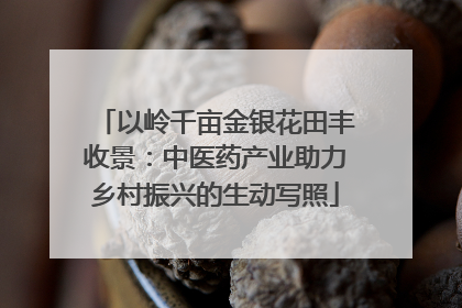 以岭千亩金银花田丰收景：中医药产业助力乡村振兴的生动写照