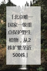 北京唯一国家一级重点保护野生植物，从2株扩繁至近500株