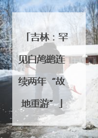 吉林：罕见白鸬鹚连续两年“故地重游”