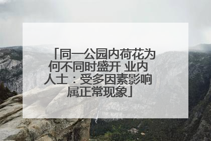 同一公园内荷花为何不同时盛开 业内人士：受多因素影响 属正常现象
