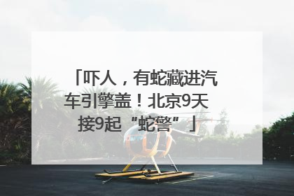 吓人，有蛇藏进汽车引擎盖！北京9天接9起“蛇警”