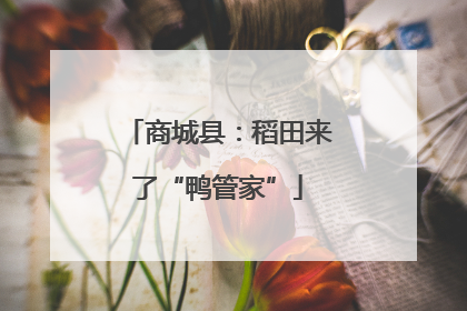 商城县：稻田来了“鸭管家”