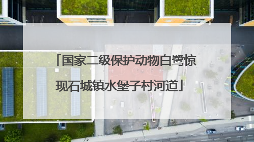 国家二级保护动物白鹭惊现石城镇水堡子村河道