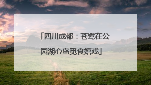 四川成都：苍鹭在公园湖心岛觅食嬉戏