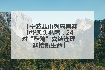 宁波韭山列岛再迎中华凤头燕鸥，24对“酷鸥”喜结连理迎接新生命