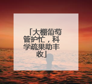 大棚葡萄管护忙，科学疏果助丰收
