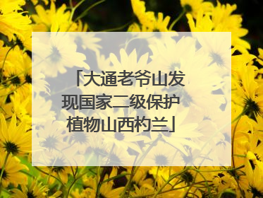 大通老爷山发现国家二级保护植物山西杓兰