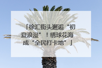 徐汇街头邂逅“初夏浪漫”！绣球花海成“全民打卡地”