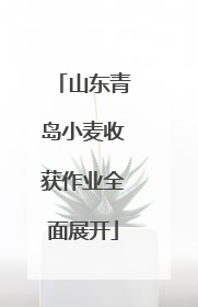 山东青岛小麦收获作业全面展开