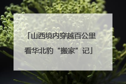山西境内穿越百公里 看华北豹“搬家”记