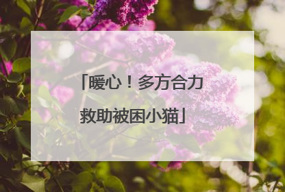 暖心！多方合力救助被困小猫