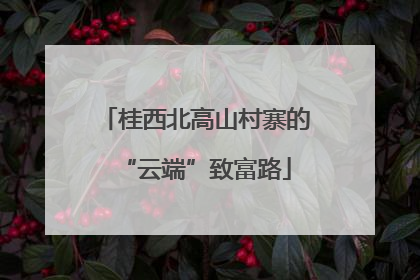 桂西北高山村寨的“云端”致富路