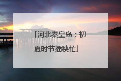 河北秦皇岛：初夏时节插秧忙