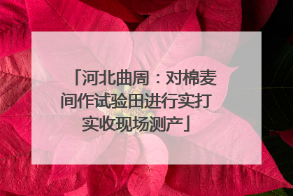 河北曲周：对棉麦间作试验田进行实打实收现场测产