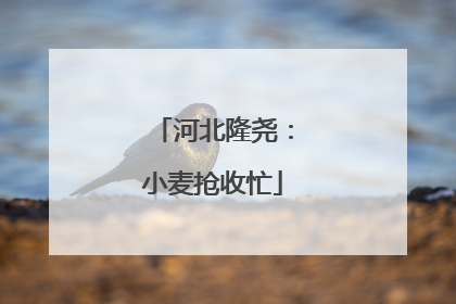 河北隆尧：小麦抢收忙