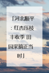 河北顺平：红杏压枝丰收季 田园采摘正当时