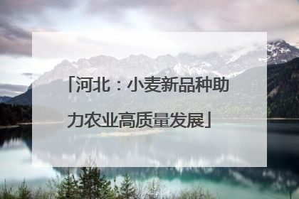 河北：小麦新品种助力农业高质量发展
