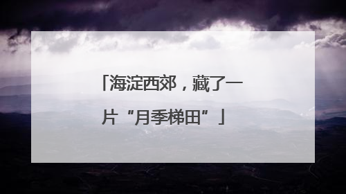 海淀西郊，藏了一片“月季梯田”