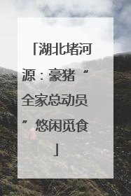 湖北堵河源：豪猪“全家总动员”悠闲觅食