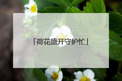 荷花盛开守护忙
