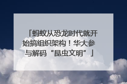 蚂蚁从恐龙时代就开始搞组织架构！华大参与解码“昆虫文明”