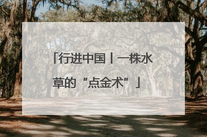 行进中国丨一株水草的“点金术”