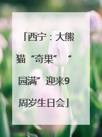 西宁：大熊猫“奇果”“园满”迎来9周岁生日会