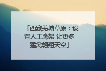 西藏羌塘草原：设置人工鹰架 让更多猛禽翱翔天空