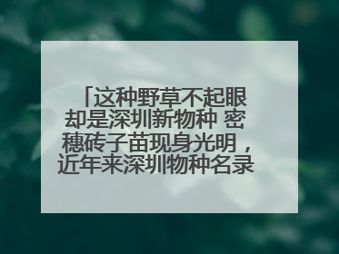这种野草不起眼 却是深圳新物种 密穗砖子苗现身光明，近年来深圳物种名录不断刷新