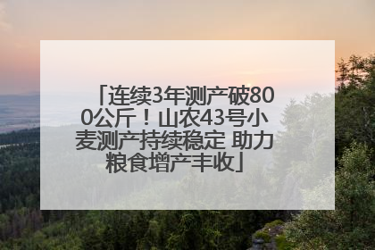 连续3年测产破800公斤！山农43号小麦测产持续稳定 助力粮食增产丰收