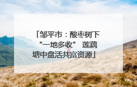 邹平市：酸枣树下“一地多收” 莲藕塘中盘活共富资源