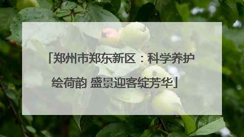 郑州市郑东新区：科学养护绘荷韵 盛景迎客绽芳华