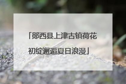 郧西县上津古镇荷花初绽邂逅夏日浪漫