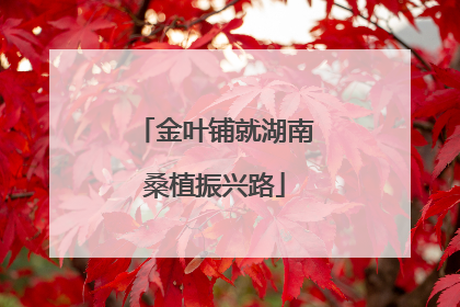 金叶铺就湖南桑植振兴路