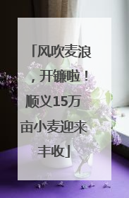 风吹麦浪，开镰啦！顺义15万亩小麦迎来丰收